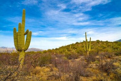 Saguaro National Park Self-Guided Driving Audio Tour - Logistics That Matter: Where You Start and How Stories Trigger