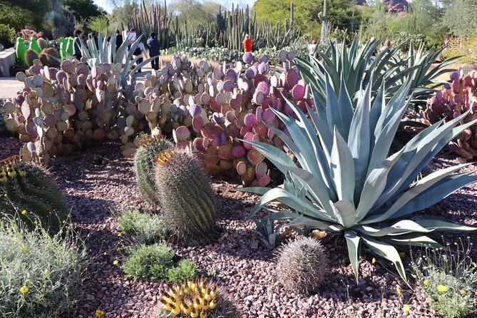 Saguaro National Park Self-Guided Driving Audio Tour - Brown Mountain Trailhead: Coyotes, Echoes, and a Moderate Loop Option