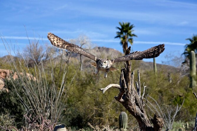 Saguaro National Park Self-Guided Driving Audio Tour - Desert Discovery Nature Trail: The Short Walk That Teaches Saguaro Basics