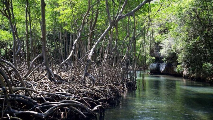 Samana: Los Haitises National Park & Caño Hondo Day Tour - Los Haitises by boat: the kind of nature you can actually see