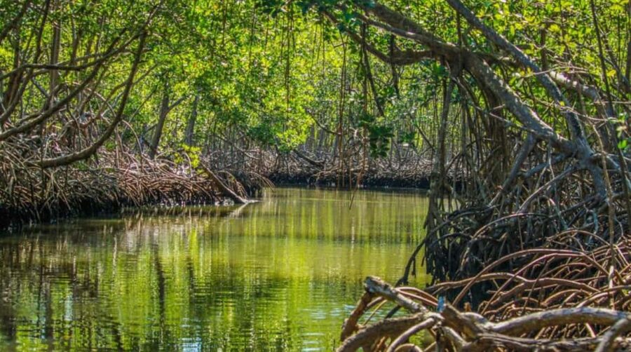 Samana: Los Haitises National Park & Caño Hondo Day Tour - Cueva de la Línea: where the Taino petroglyphs make the day click