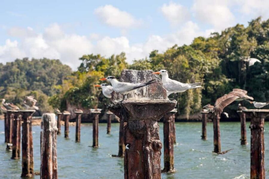 Samana: Los Haitises National Park & Caño Hondo Day Tour - Caño Hondo pools: clear water, tropical surroundings, and timing matters