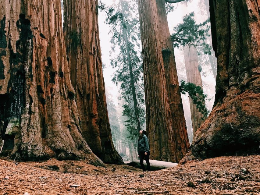 San Francisco: 2-Day National Park Tour with Yosemite Lodge - Yosemite Lodge at the Falls: your base camp for early light and easy shuttles