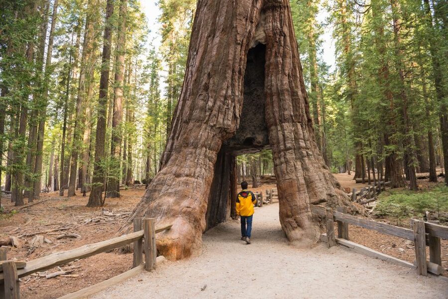 San Francisco to/from Yosemite National Park: 1-Way Transfer - Wi-Fi and geo-based audio guides in 8 languages