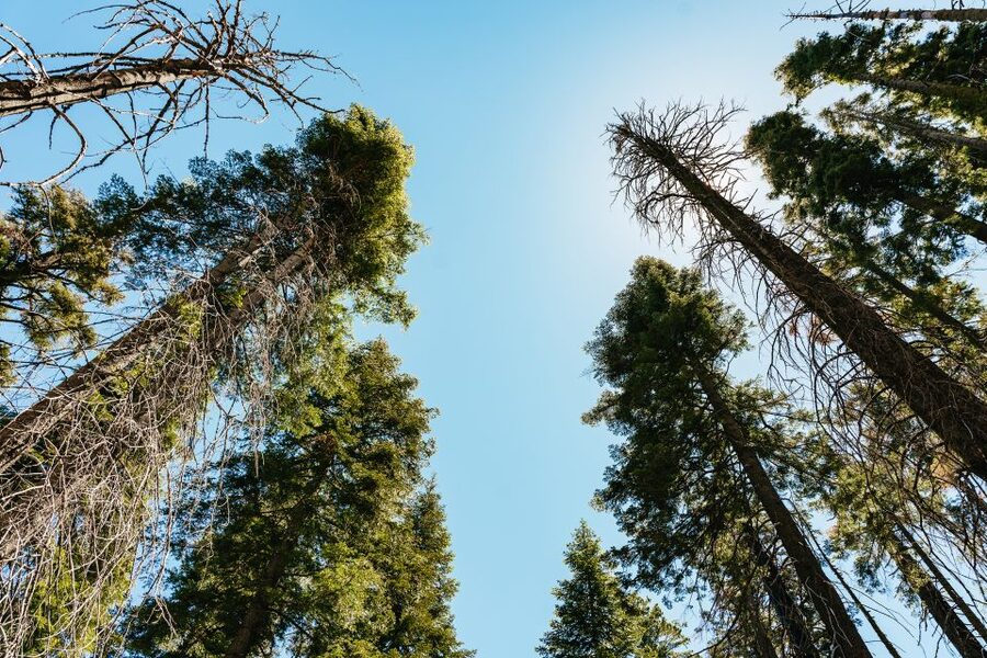 San Francisco: Yosemite National Park & Giant Sequoias Hike - Price and value at $219: what you’re really paying for