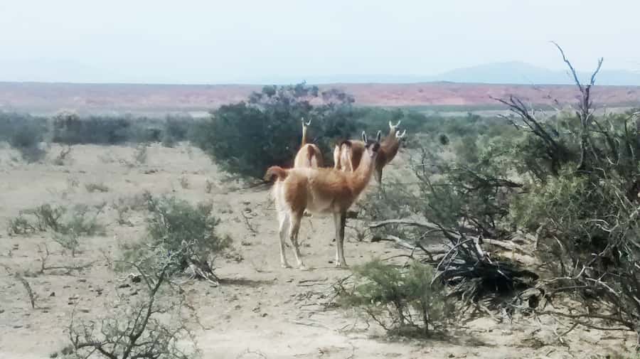 San Juan: Ischigualasto National Park - Moon Valley - Inside Ischigualasto Provincial Natural Park: where the magic happens