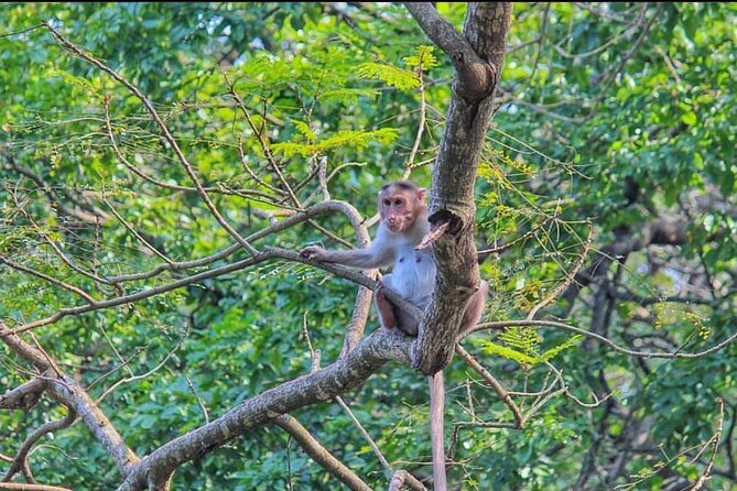 Sanjay Gandhi National Park and Kanheri Caves Day Private Tour - Who This Tour Fits Best (and Who Might Want Something Else)