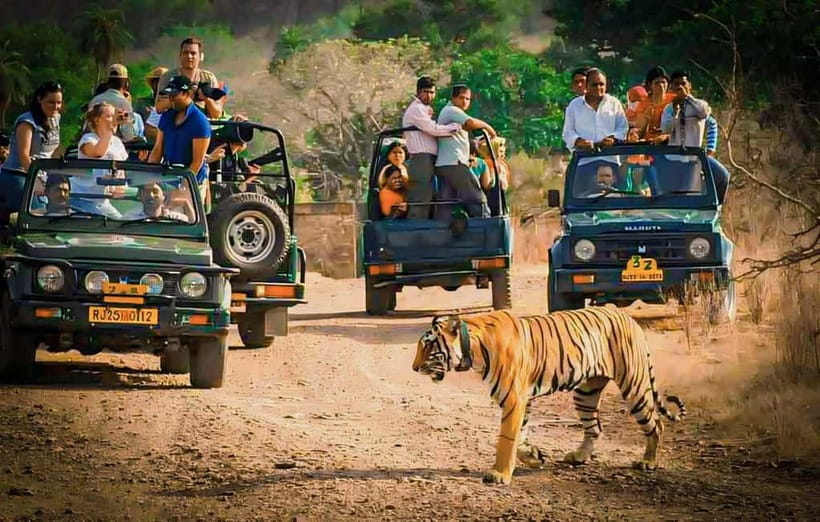 Sawai Madhopur: Ranthambore National Park Guided Jeep Safari - Key things to know before you go