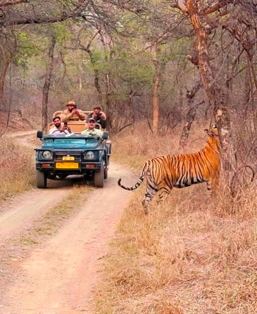 Sawai Madhopur: Ranthambore National Park Guided Jeep Safari - Who this safari suits best (and who should skip it)