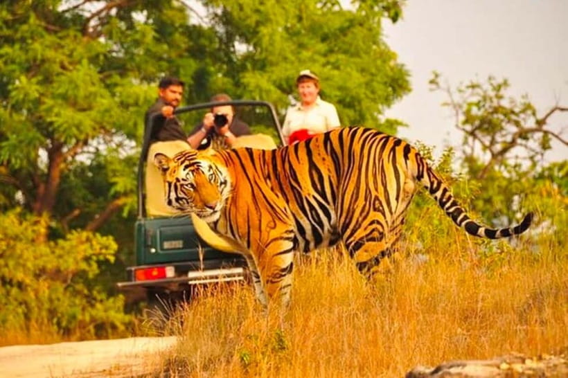 Sawai Madhopur: Ranthambore National Park Guided Jeep Safari - Entering Ranthambore: what the safari feels like once you’re moving
