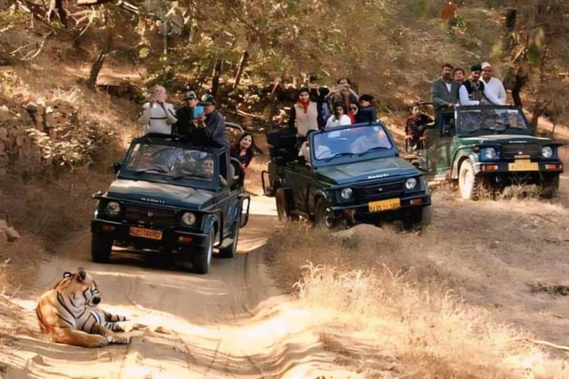 Sawai Madhopur: Ranthambore National Park Guided Jeep Safari - What you’re actually looking for: Bengal tigers and the supporting cast