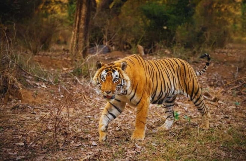 Sawai Madhopur: Ranthambore National Park Guided Jeep Safari - Price and value at $45: what you’re getting for the money
