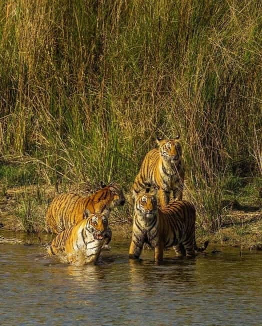 Sawai Madhopur: Ranthambore National Park Guided Jeep Safari - Small group reality: comfort versus spotting