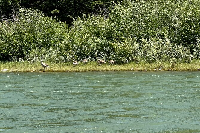 Scenic Float Trip on the Snake River in Grand Teton National Park - Who should book this Snake River float (and who should temper expectations)