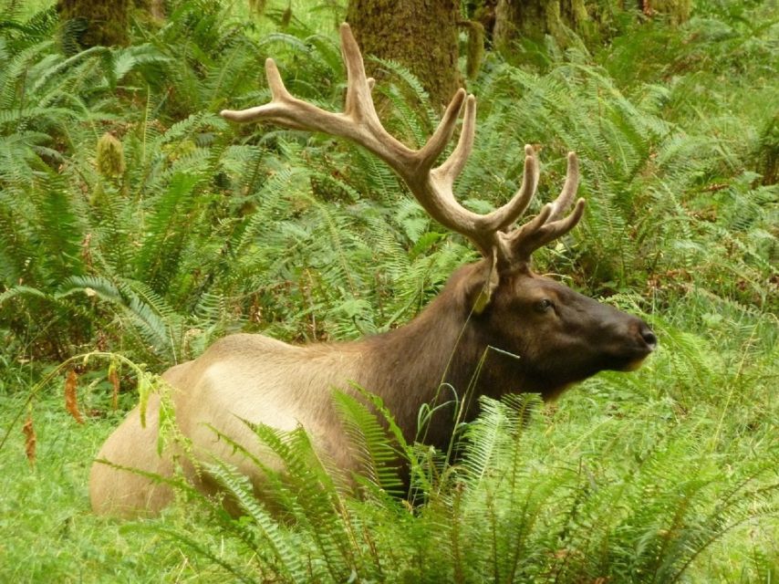 Seattle: Olympic National Park Small-Group Tour - Olympic National Park, in one guided hitting-the-highlights day