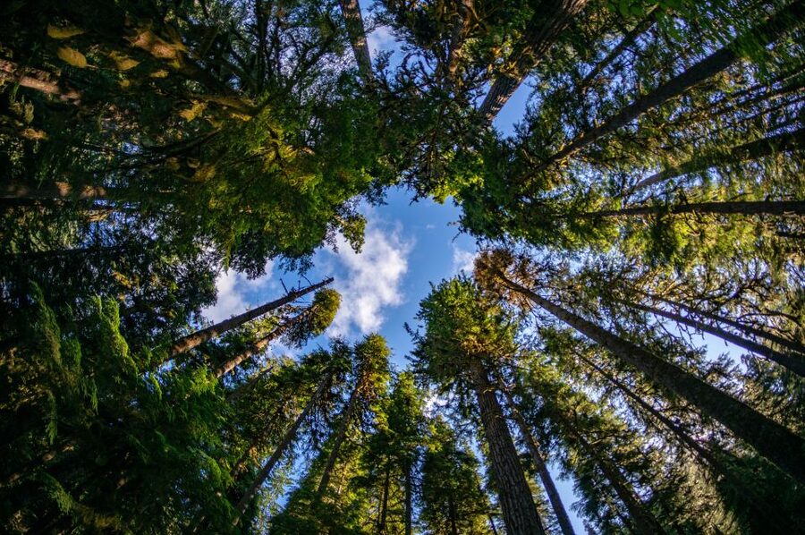 Seattle: Olympic National Park Small-Group Tour - The van-from-Seattle plan: pickup, pacing, and what a 10-person group feels like