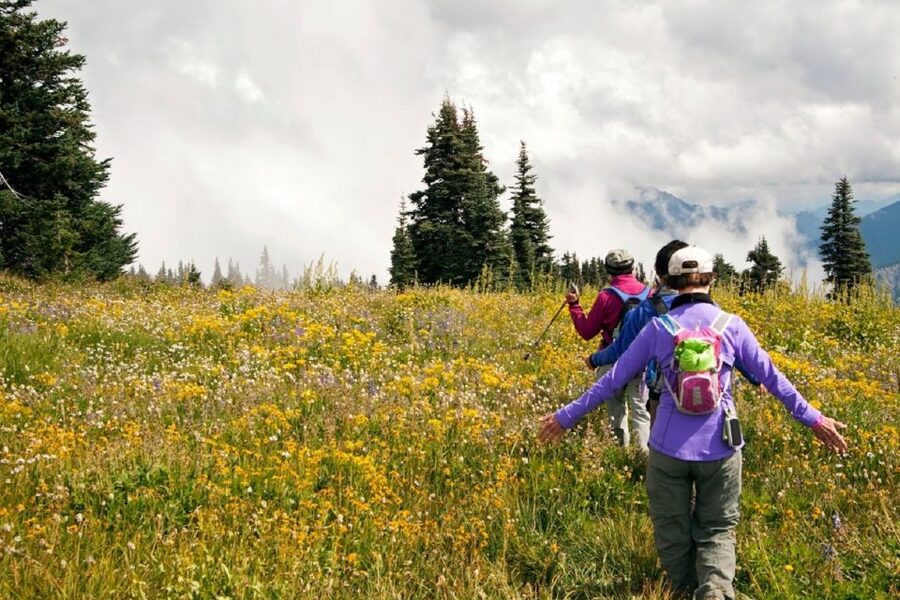 Seattle: Olympic National Park Small-Group Tour - Hurricane Ridge: 360-degree views and the chance at Olympic wildlife