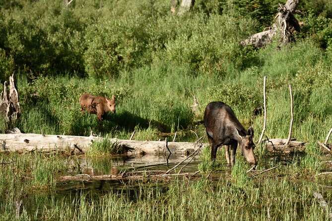 Self-Guided Audio Driving Tour in Grand Teton National Park - Stop 4: J.P. Cunningham Cabin and a quiet, panoramic time machine