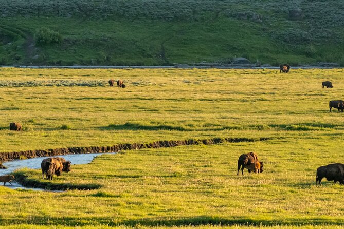 Self-Guided Audio Driving Tour in Yellowstone National Park - FAQ