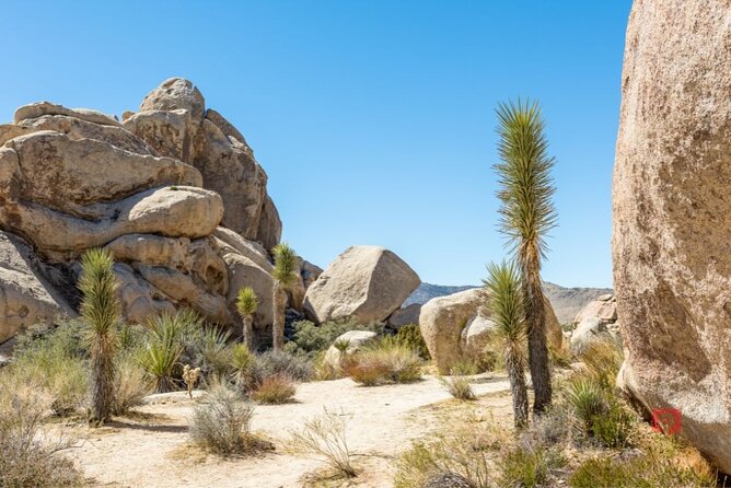 Self-Guided Driving Audio Tour in Joshua Tree National Park - Price and value: $19.99 per group plus the park fee you still need