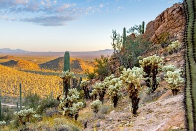 Self Guided Driving Audio Tour of Saguaro National Park - Price and Time: A $19.99 Group Audio Plan for 2–3 Hours