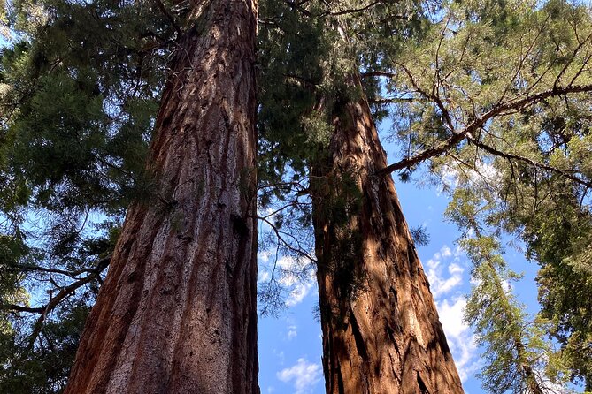 Semi Private Tour to Sequoia National Park with Lunch - Why this Fresno-to-Sequoia day trip feels semi-private (not a bus tour)