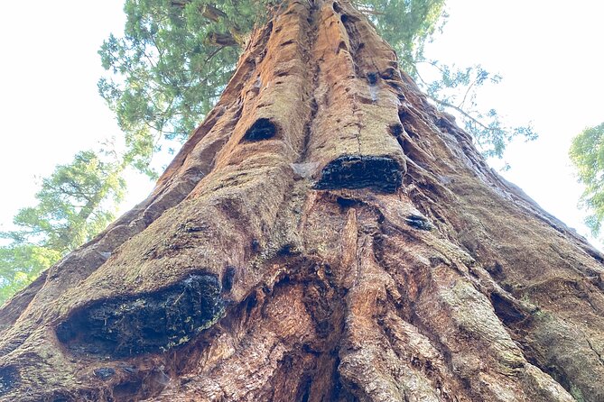 Semi Private Tour to Sequoia National Park with Lunch - Moro Rock Trail: 350 steps, handrails, and big views with real footing