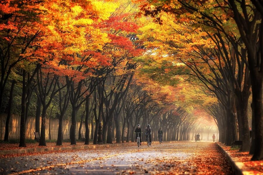 Seoul: Naejangsan National Park Autumn Foliage One Day Tour - Key things I’d keep in mind
