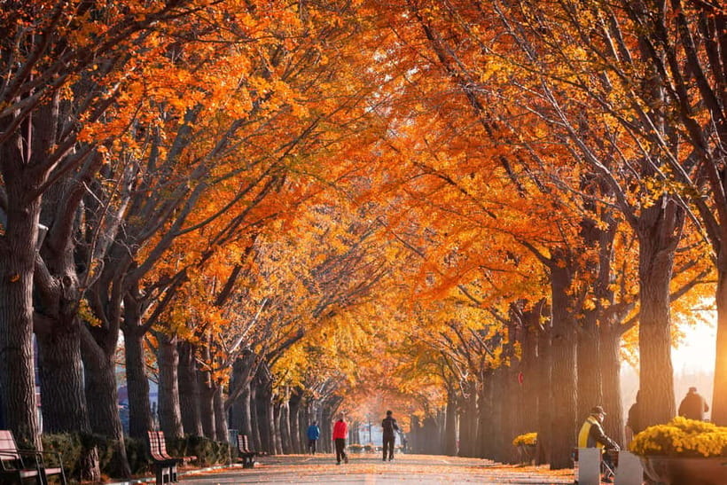 Seoul: Naejangsan National Park Autumn Foliage One Day Tour - Languages and communication: simple and practical