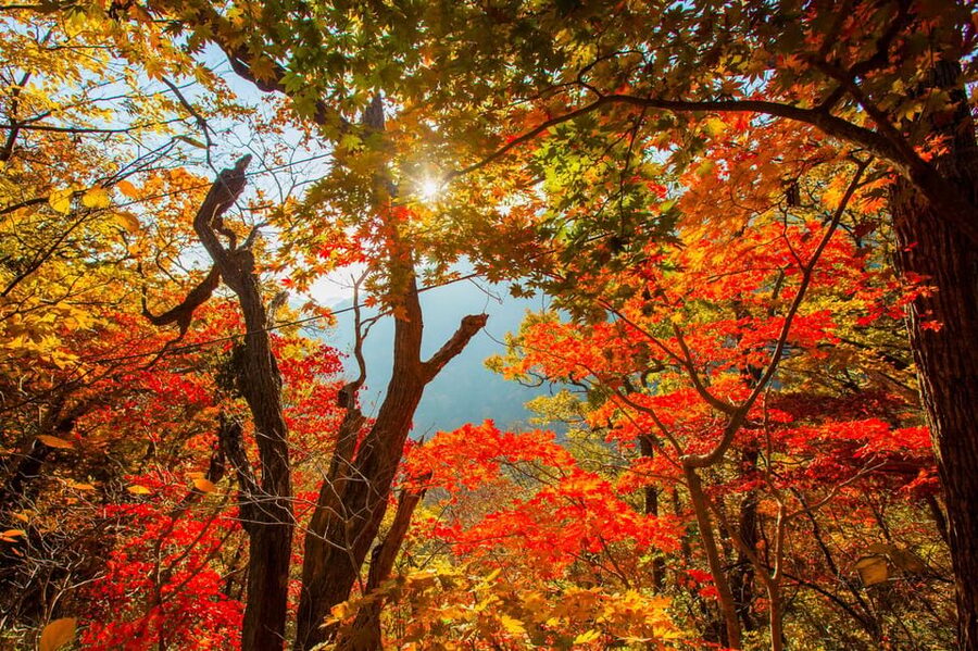 Seoul: Naejangsan National Park Autumn Foliage One Day Tour - Weather realities in autumn (and how to handle them)