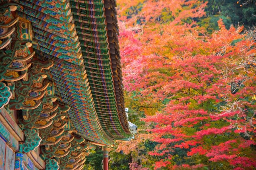 Seoul: Naejangsan National Park Autumn Foliage One Day Tour - Getting from Seoul: the point of the included shuttle bus