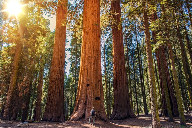 Sequoia and Kings Canyon Audio Tour Self Guide National Park Tour - Day 2: Giant Forest Icons, Moro Rock Steps, and Tokopah Falls