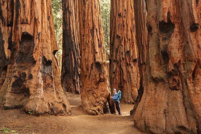 Sequoia Majesty Small Group Tour from Three Rivers. - Key Highlights You Actually Feel During the Day