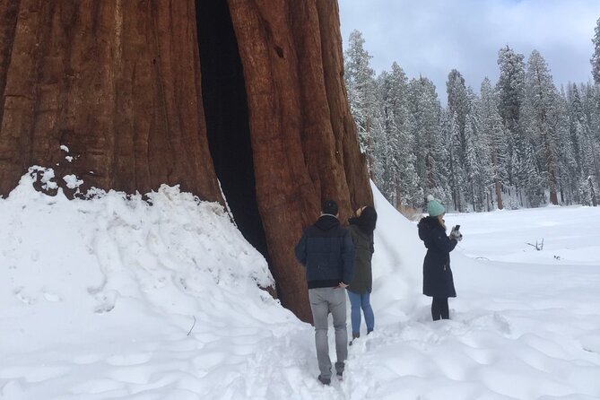 Sequoia Majesty Small Group Tour from Three Rivers. - Sequoia Majesty: What You’re Buying With $289