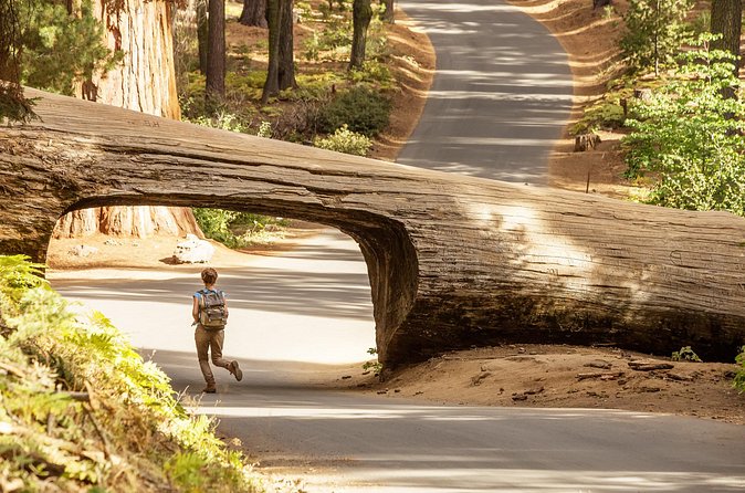 Sequoia Majesty Small Group Tour from Three Rivers. - Moro Rock Trail: Your View Option (and Your Climb Choice)