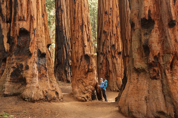 Sequoia Majesty Small Group Tour from Three Rivers. - Generals Highway Drive: River Views and Big Sierra Peaks