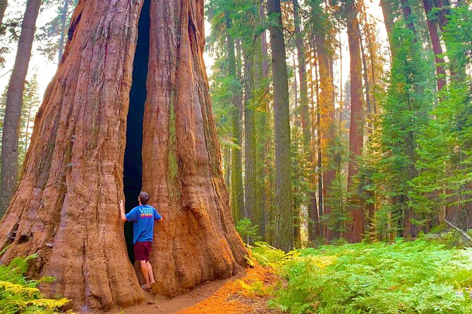 Sequoia Majesty Small Group Tour from Three Rivers. - The Food, Snacks, and That Sequoia Growing Kit