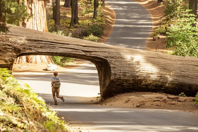 Sequoia Majesty Small Group Tour from Three Rivers. - First Stop: General Sherman Tree Without the Rush