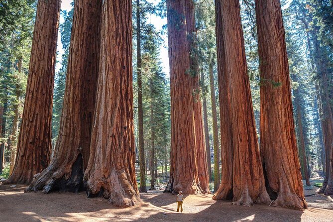 Sequoia National Park Adventure from Tulare - Key moments that make this tour worth your time