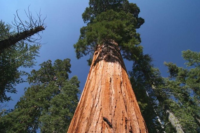 Sequoia National Park Adventure from Tulare - Why a private Sequoia day from Tulare is a smart way to go