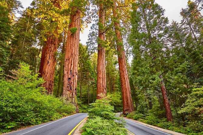 Sequoia National Park Private Tour - Key Takeaways Before You Go