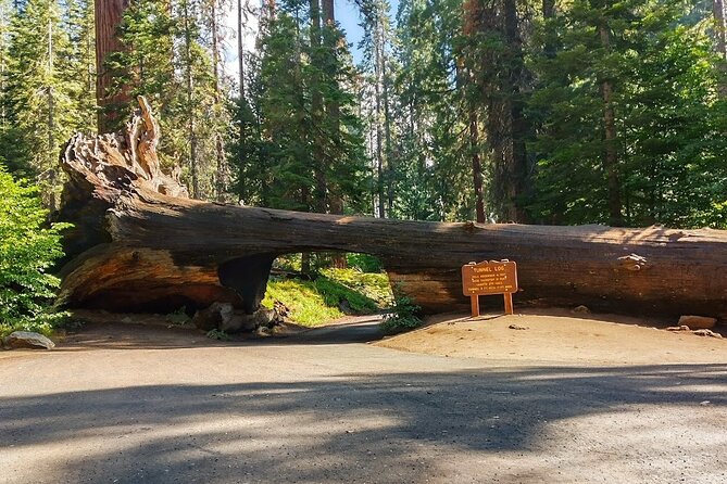 Sequoia National Park Private Tour - Ranger-Led Guidance: What You’ll Actually Get From the Guide