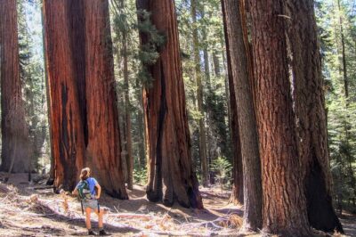 Sequoia National Park Private Tour - Private SUV Driving: Less Stress, Better Sightseeing