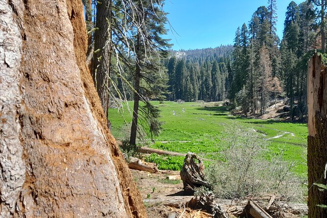 Sequoia National Park Private Tour - Tour Day Tips That Will Save You Time