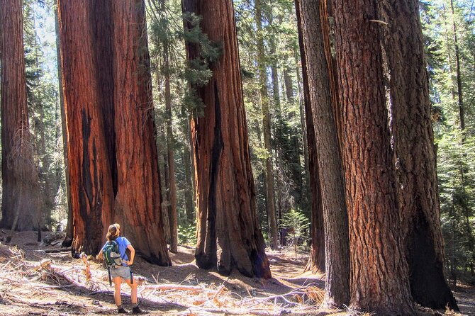 Sequoia National Park Private Tour - Private SUV Driving: Less Stress, Better Sightseeing