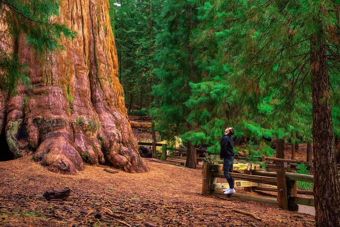 Sequoia National Park Self-Guided Audio Tour - Tunnel Rock, Hospital Rock, and the Kaweah River: Scenic Stops with Meaning