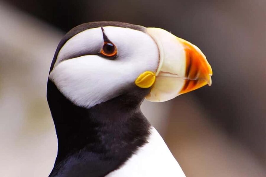 Seward: Captain's Choice Kenai Fjords National Park Tour - What to Bring: Layers, Binoculars, and Photo-Ready Basics