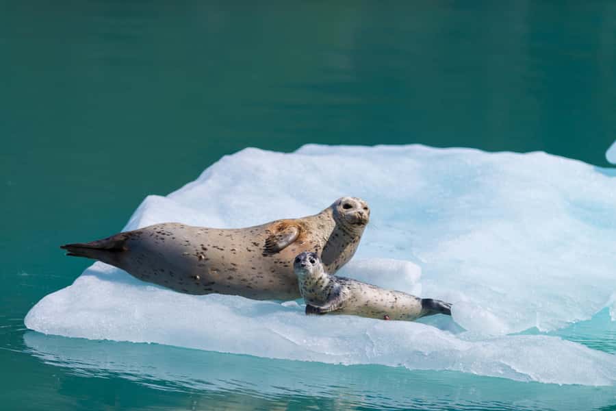 Seward: Kenai Fjords National Park Catamaran Cruise w/Lunch - Price and value: what $265 buys in real viewing time
