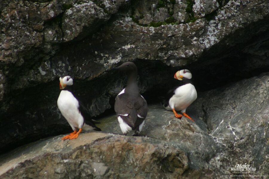Seward: Kenai Fjords National Park Extended Cruise - Glaciers you actually get to see: Northwestern, Anchor, and Ogive