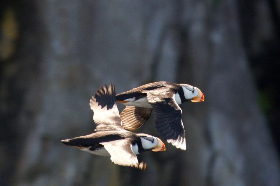 Seward: Kenai Fjords National Park Extended Cruise - Wildlife spotting that moves fast: orcas, humpbacks, seals, sea otters, and more